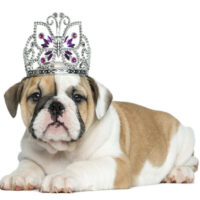 DogRoyalty DogRoyalty