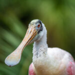 Spoonbill