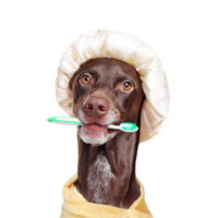 Dog_Toothbrush